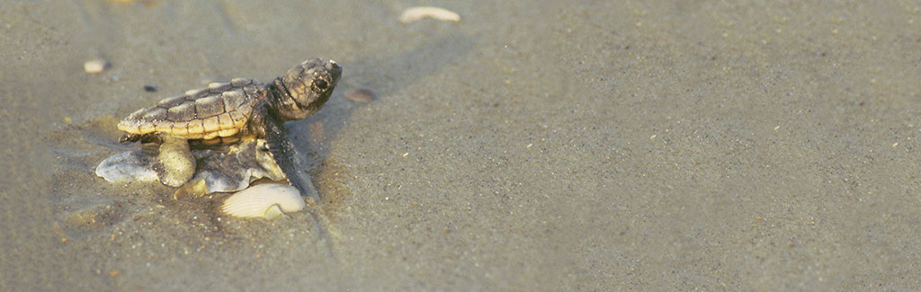 Topsail Beach Surf City Sea Turtle Image